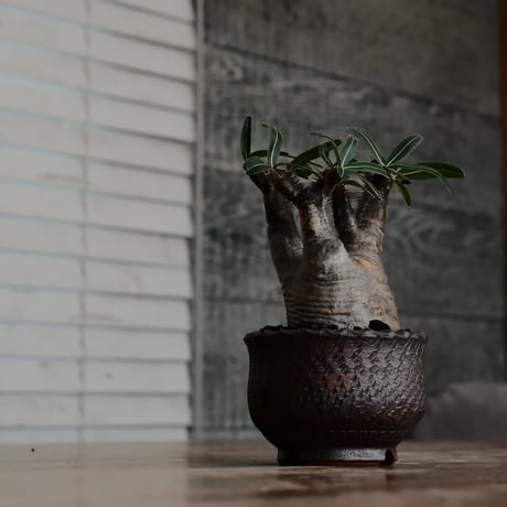 発根済 グラキリス  - 象牙宮 - size S［No.219］  ×  與那嶺大輔 作 「琉球飛び鉋」3号 植木鉢