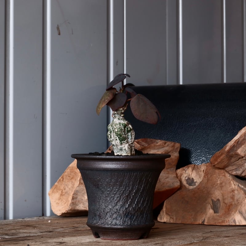 コレクション株 アデニア ステイローサ 翆肌※鉢ごと発送 コレクション