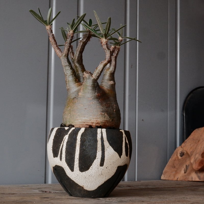 グラキリス φ9cm - 象牙宮 -［No.72］ × 沼野秀章 作「 黒ニ白 」3号