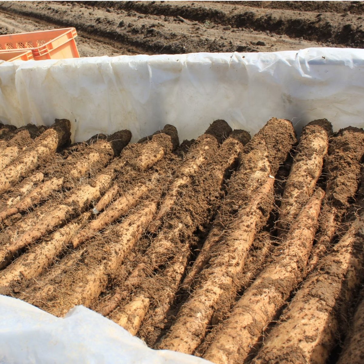 tsubasaさま専用☆北海道十勝産長芋 tsubasaさま専用☆北海道十勝産長芋 tsubasaさま専用☆北海道