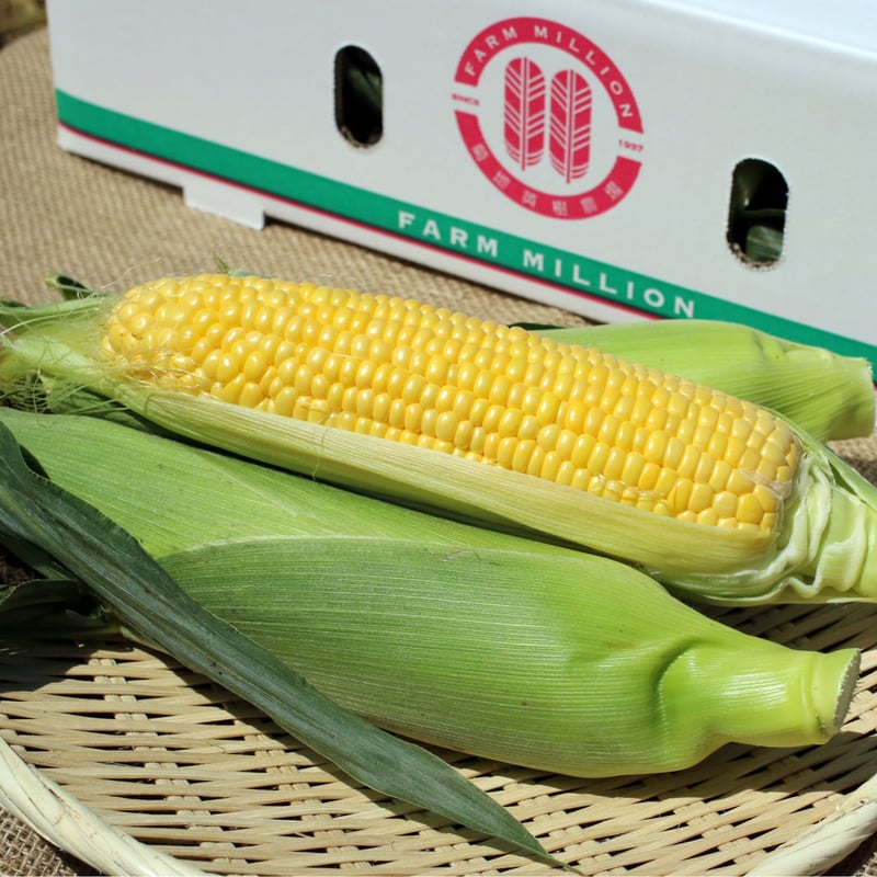 先行予約】【8月中旬まで順次発送】スイートコーン1箱(13本） | FARM