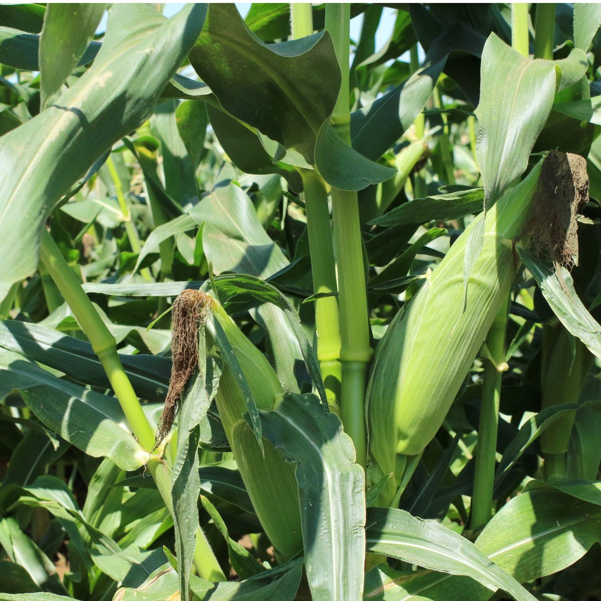 8月下旬まで順次発送】スイートコーン1箱(13本） | FARM MILLION STORE