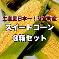 【8月中旬まで順次発送】スイートコーン3箱セット(39本)
