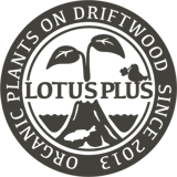 LOTUS PLUS INT'L