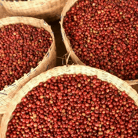【深煎り】Ethiopia