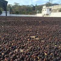 【中煎り】Guatemala