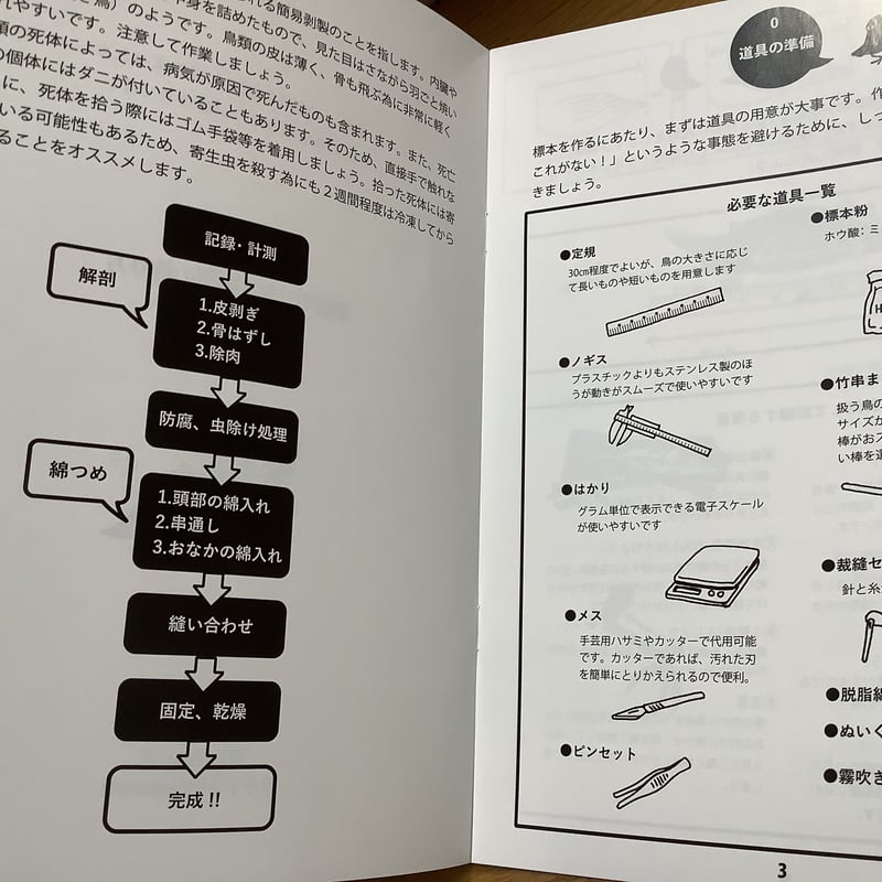 家庭でできる剥製の作り方 鳥類仮剥製編 | えぞホネ団Sapporo