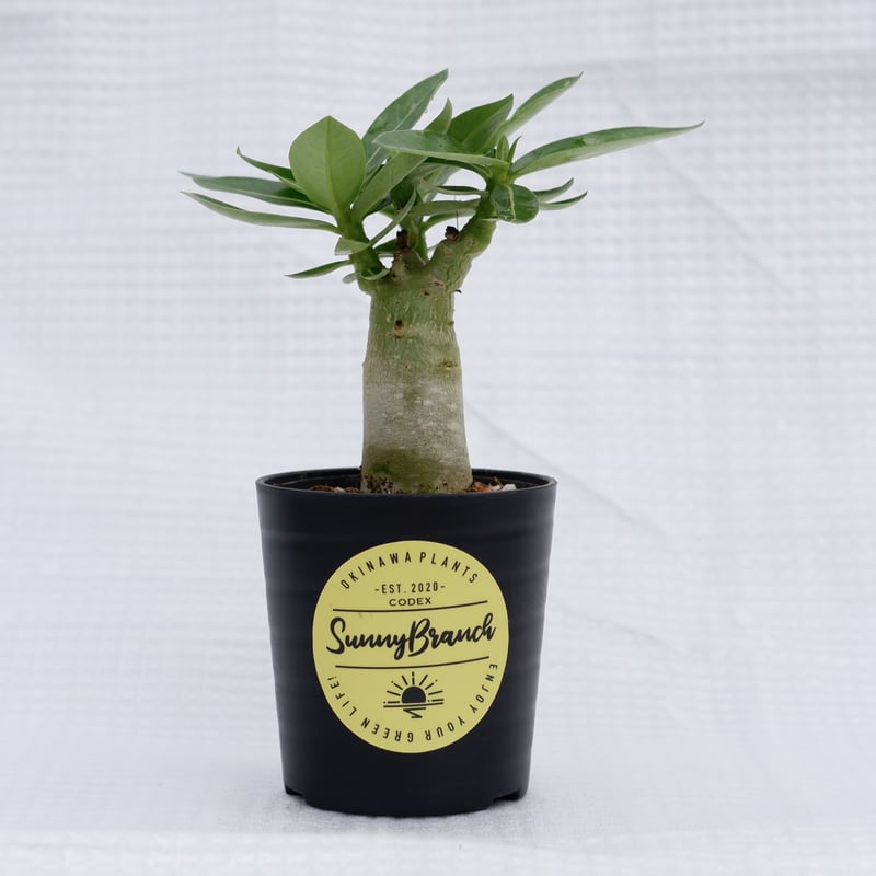 ①［大株］アデニウム アラビカム 実生 Adenium arabicum curly』 アデニウム・アラビカム 獅子葉の実生