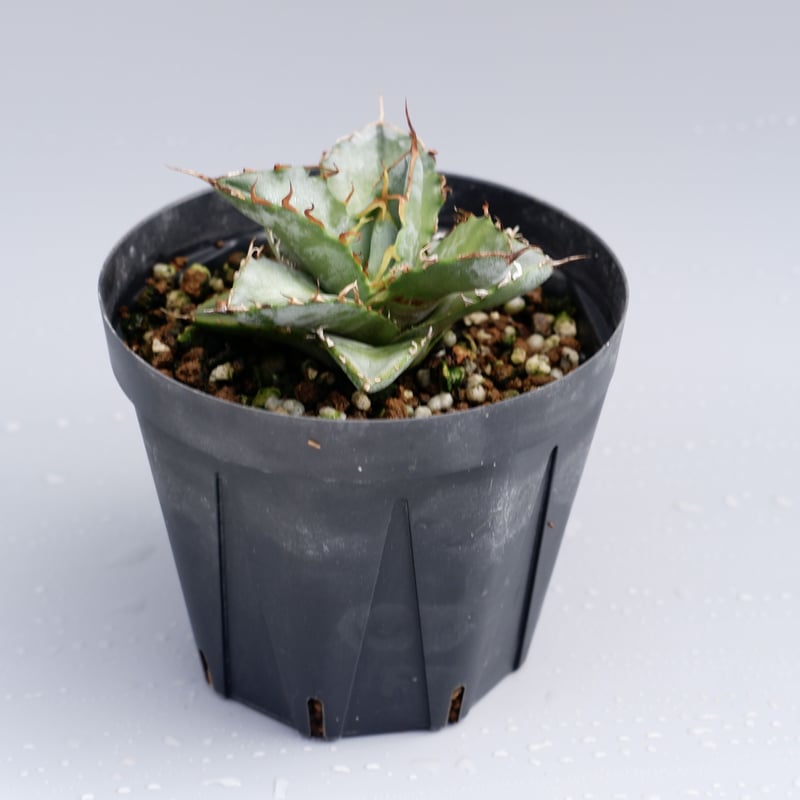 アガベ チタノタ ホワイトアイス Agave titanota whiteice 012 |