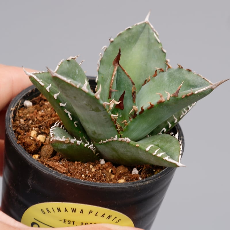 アガベ　オテロイ実生　子株 アガベ オテロイ 実生 agave oteroi seeding – BARBAS Plants Lab.