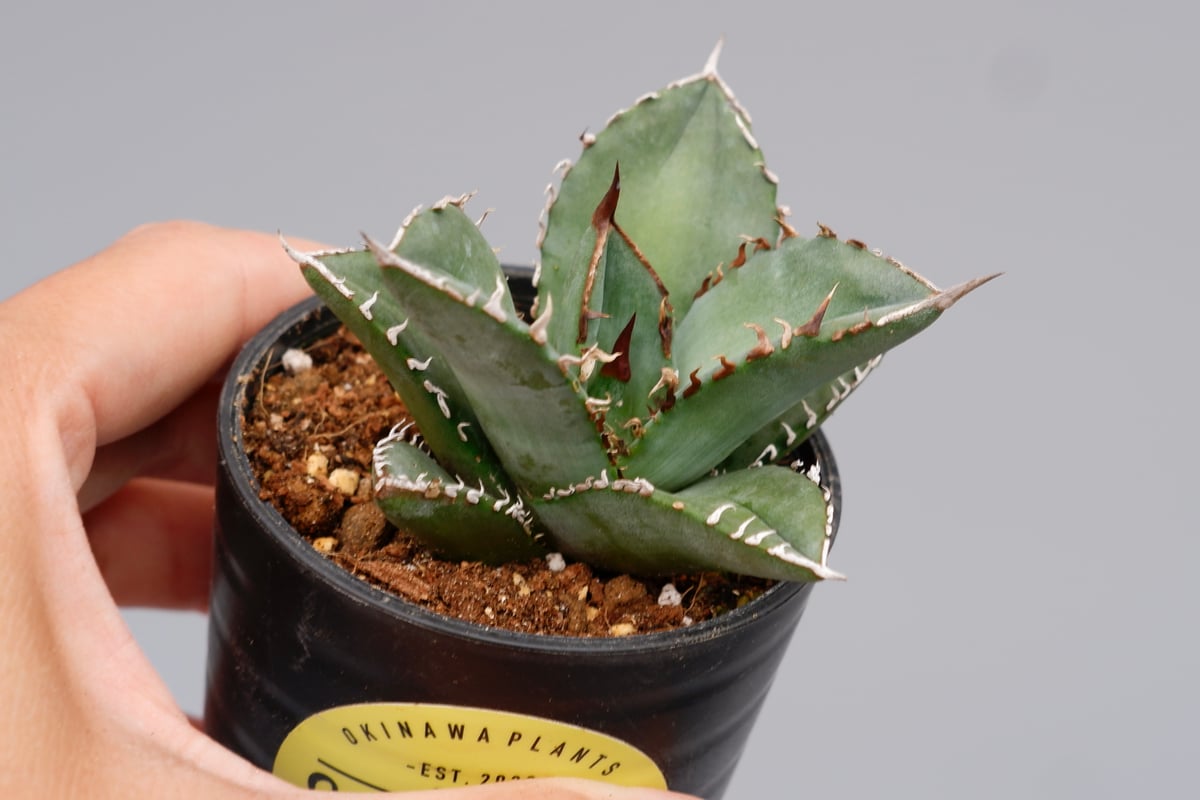 アガベ オテロイ 実生株 Agave oteroi seeding 097 | Sunny