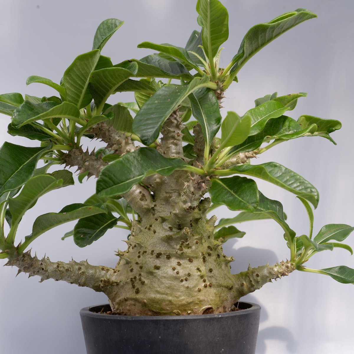 パキポディウム ウィンゾリー 実生株 021 Pachypodium windsorii