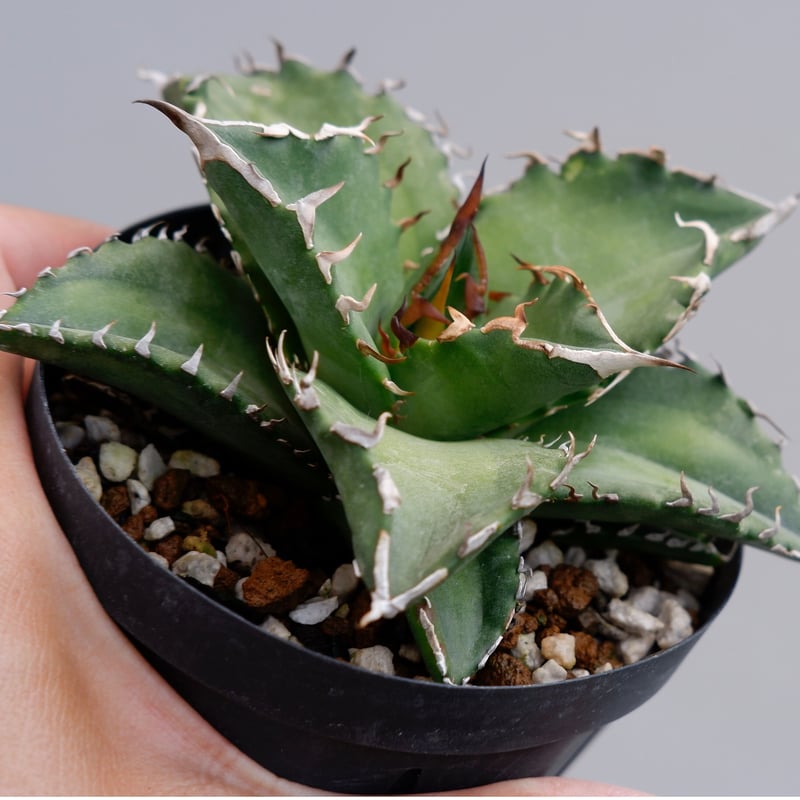 アガベ チタノタ ソーラーエクリプス 夕映 agave titanota Solar ecli