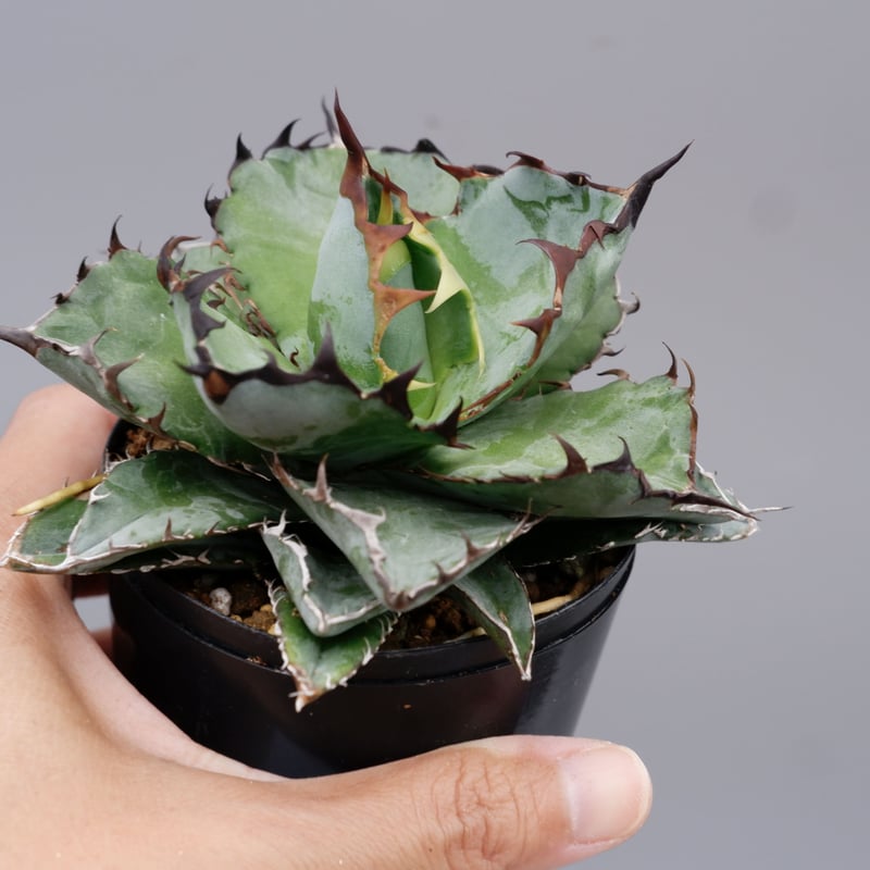 アガベ チタノタ ブラックアンドブルー Agave titanota BB 076 | Sun