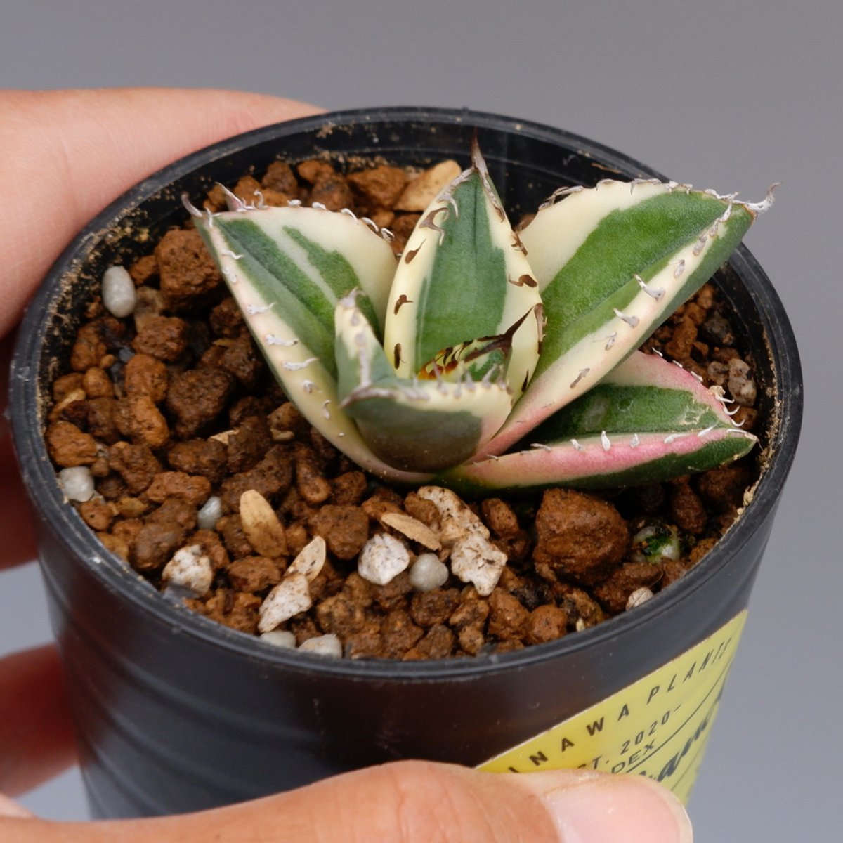 アガベ　チタノタ　スナグルトゥース　agave アガベ・チタノタ スナグルトゥース（芽）-004｜agave titanota