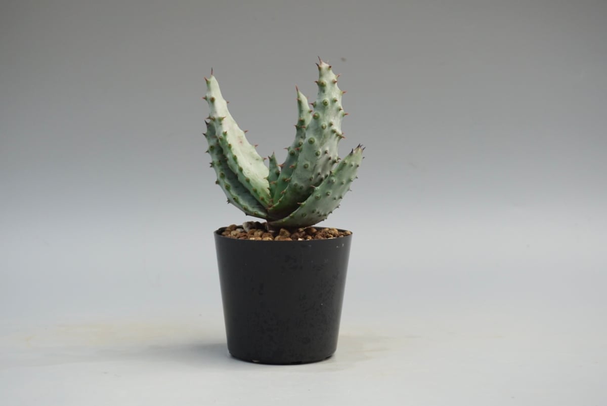 アロエ マルロシー 鬼切丸 Aloe marlothii 002 | Sunny Branch