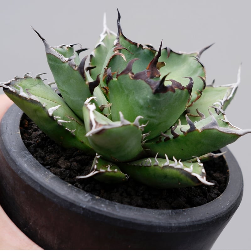 アガベ チタノタ 黒鯨 016 Agave titanota black whale | S