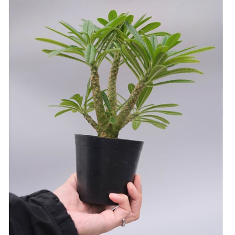 ドルステニアギガス | STORES