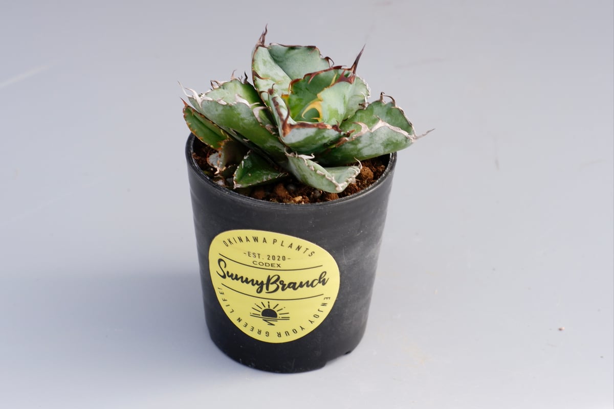 アガベ チタノタ ブラックアンドブルー Agave titanota BB 055 【子株