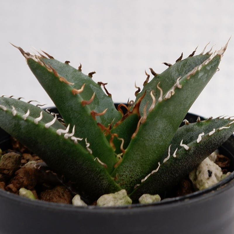 アガベ　オテロイ実生　53 アガベ オテロイ 実生株 Agave oteroi seeding 050 | Sunny
