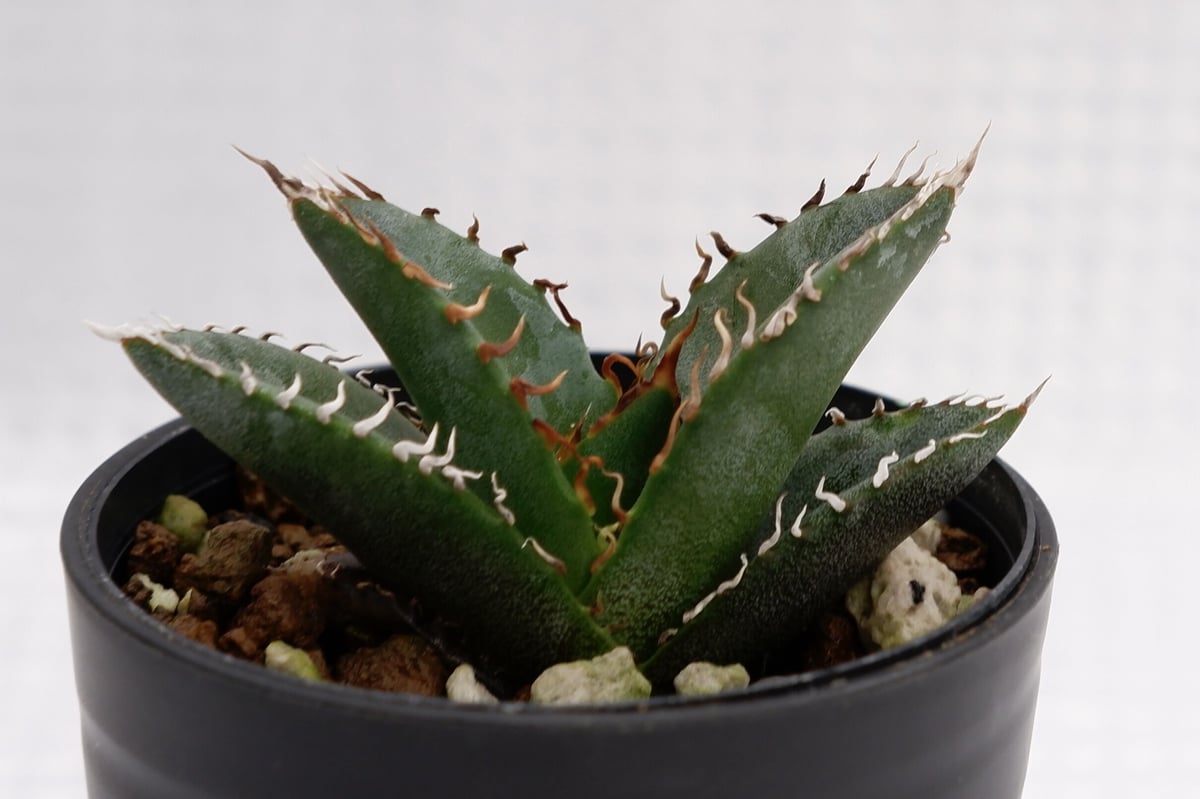 アガベ オテロイ 実生株 Agave oteroi seeding 002 | Sunny
