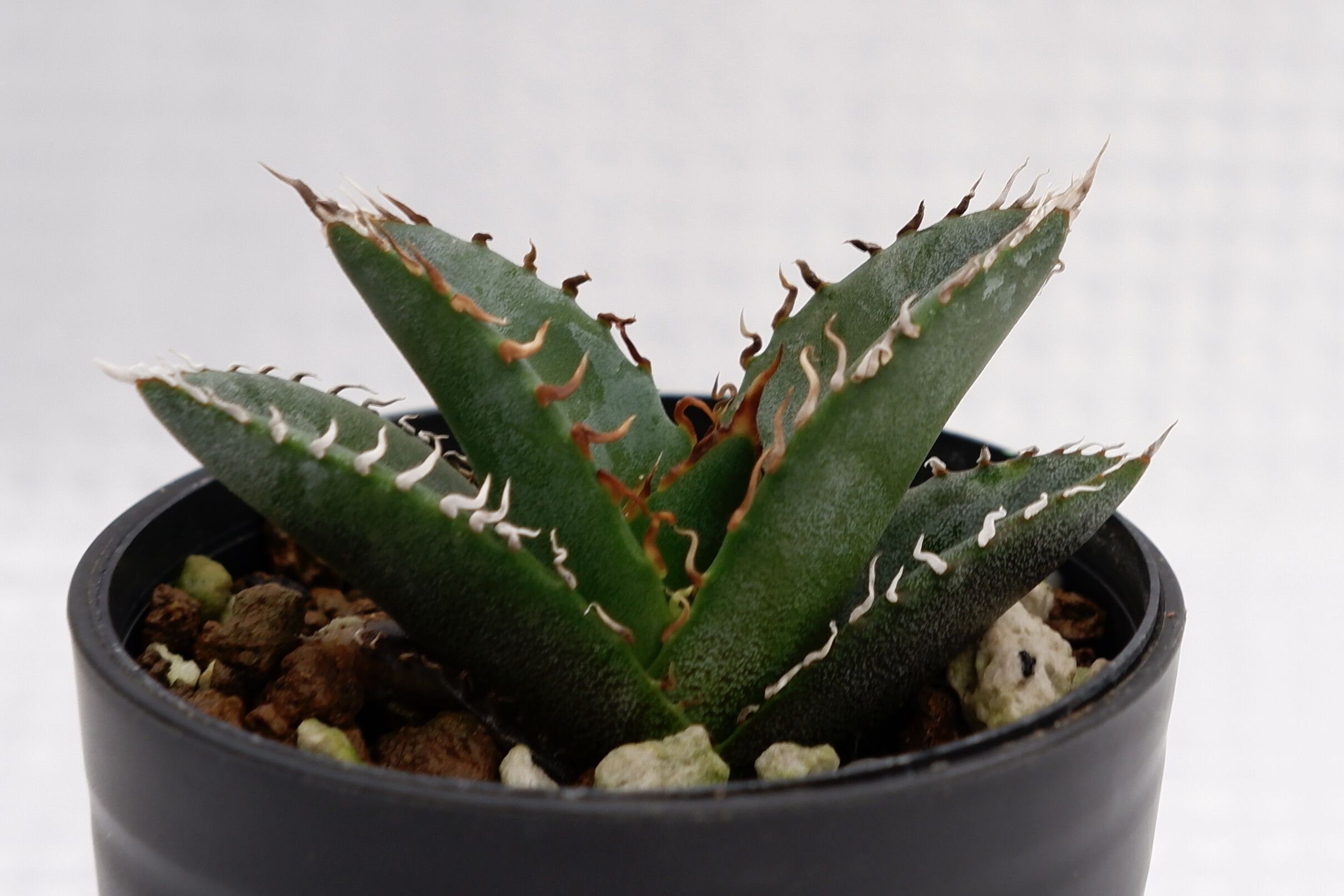 アガベ オテロイ 実生株 Agave oteroi seeding 002 | Sunny