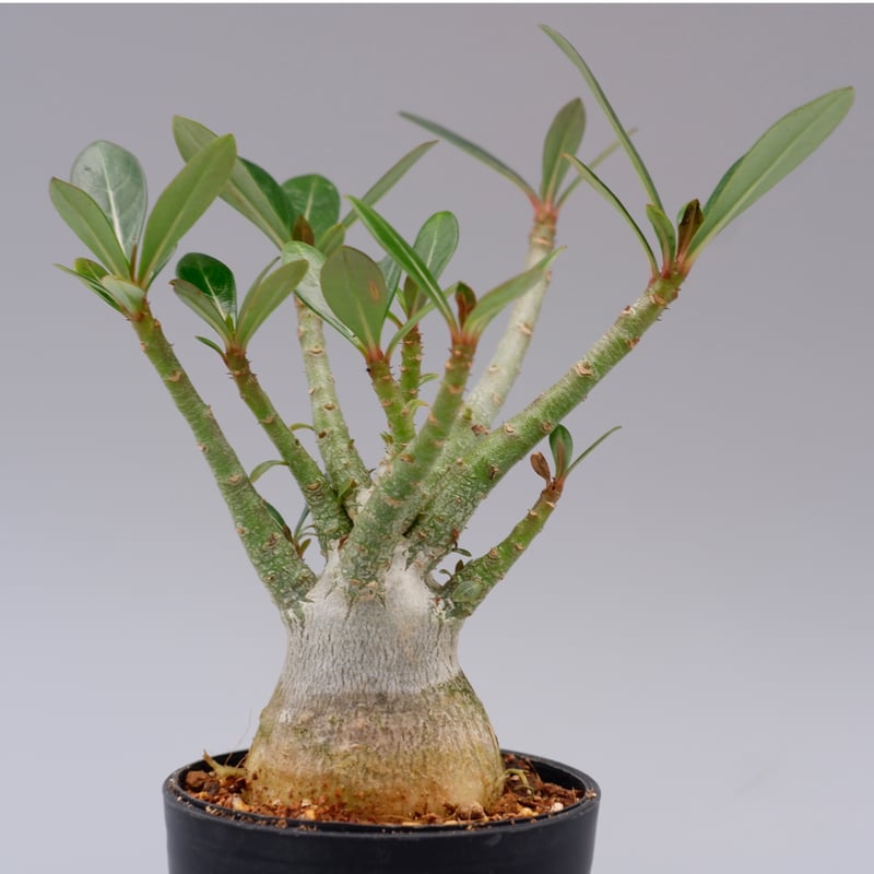 アデニウム ソマレンセ 実生株 Adenium somalense 001 | Sunny