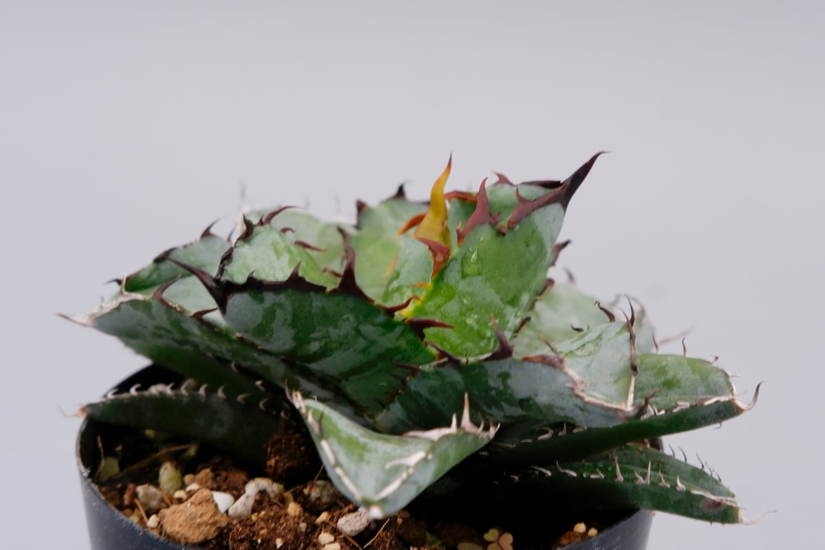 アガベ チタノタ ブラックアンドブルー Agave titanota BB 060 | Sun