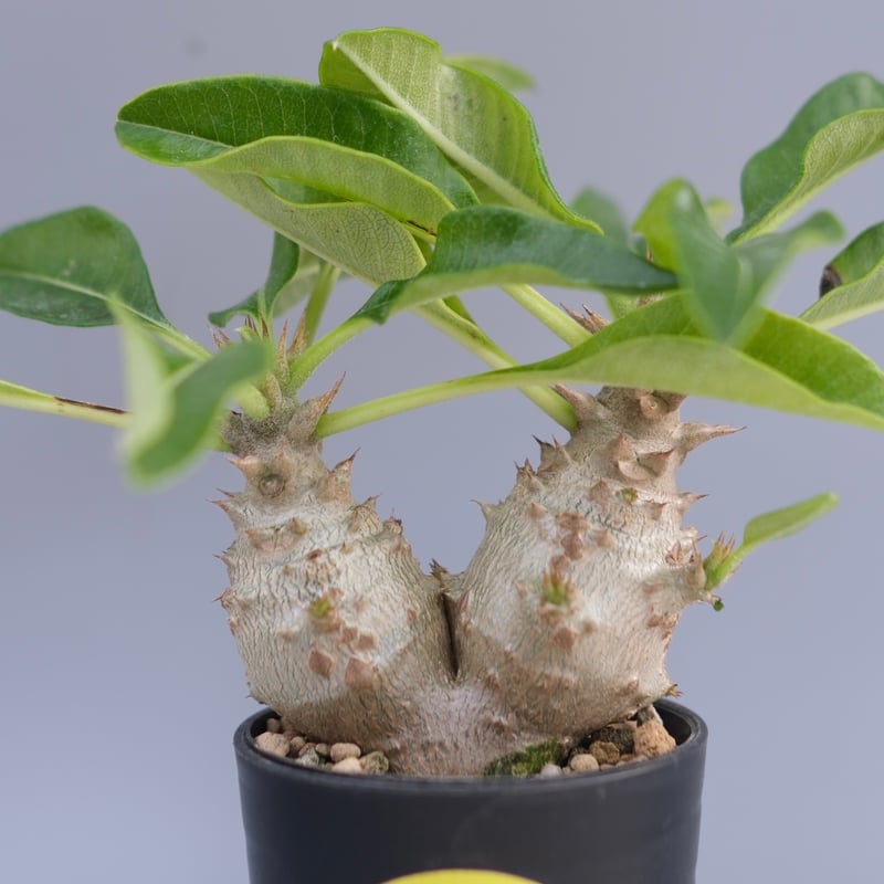 パキポディウム ウィンゾリー 実生株 093 Pachypodium windsorii |
