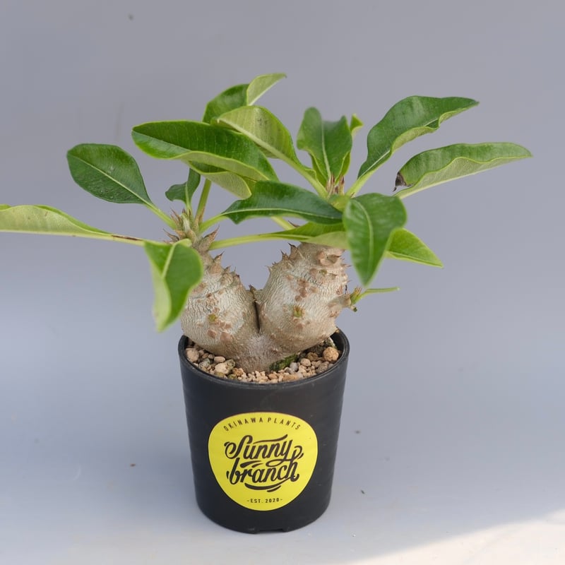 パキポディウム ウィンゾリー 実生株 093 Pachypodium windsorii |