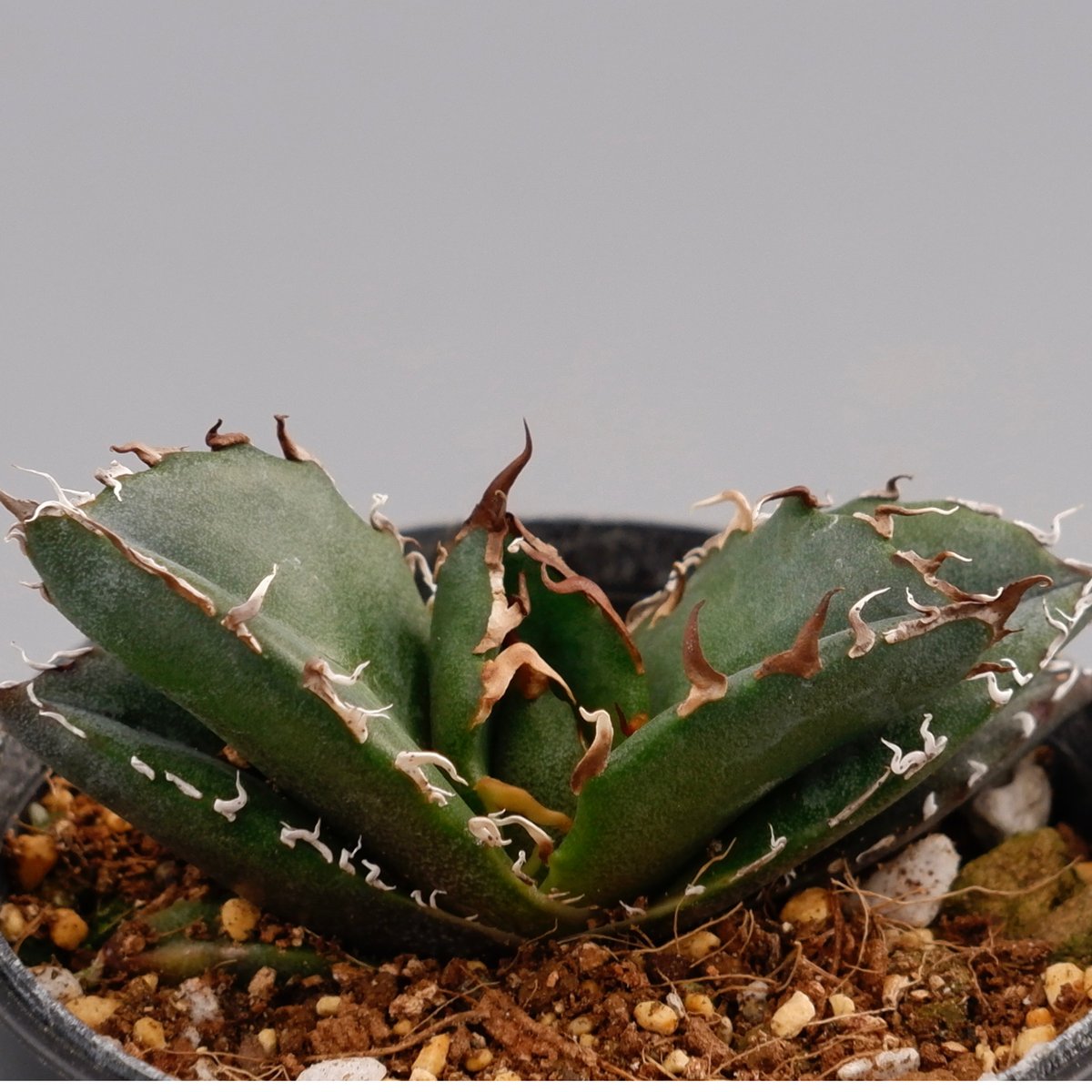 アガベ チタノタ 白鯨 Agave titanota white whale 108 | Su アガベ チタノタ 白鯨 Agave titanota white whale 108 | Su