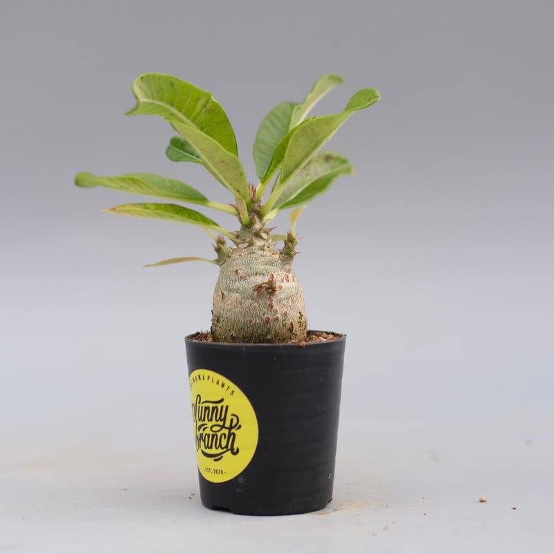 パキポディウム ウィンゾリー 実生株 120 Pachypodium windsorii |