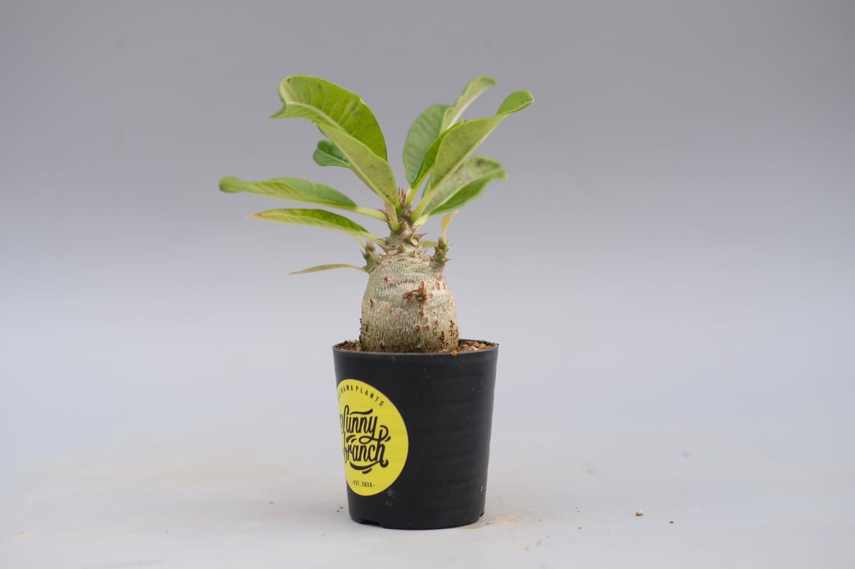 パキポディウム ウィンゾリー 実生株 120 Pachypodium windsorii |
