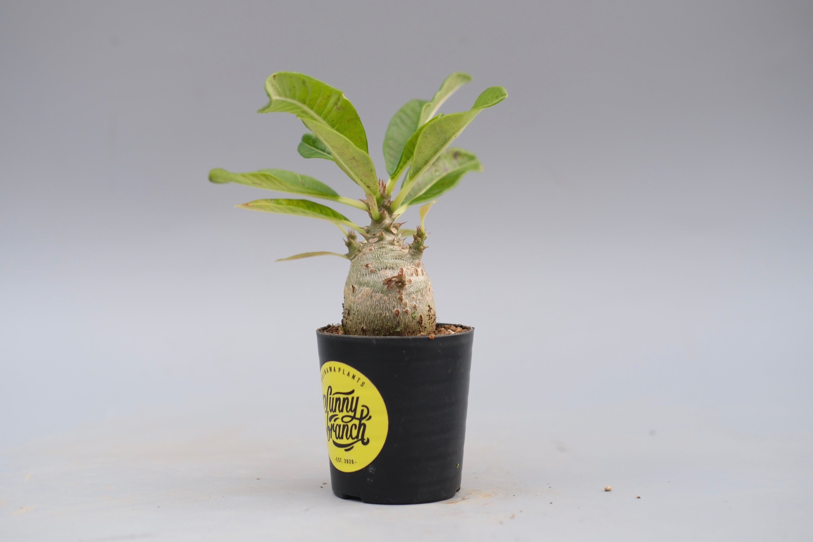 パキポディウム ウィンゾリー 実生株 120 Pachypodium windsorii |