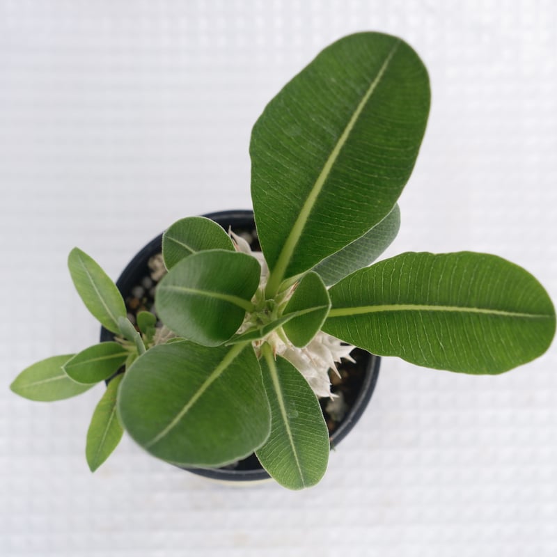 パキポディウム 白花 恵比寿笑い 実生株 Pachypodium brevicaule