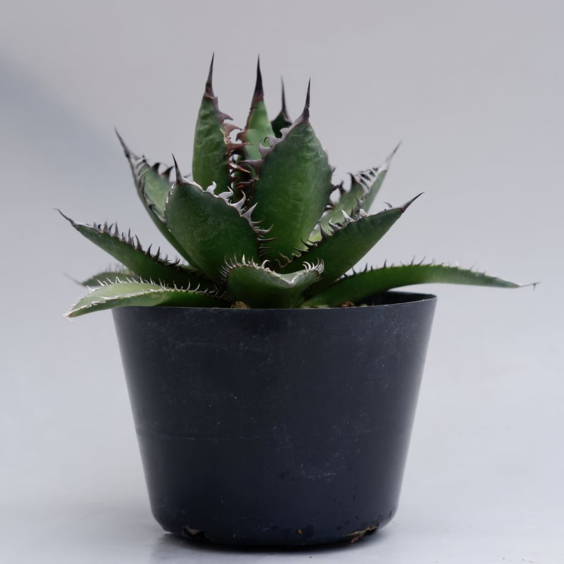 アガベ ホリダ 021 Agave horrida 強棘 | Sunny Branch