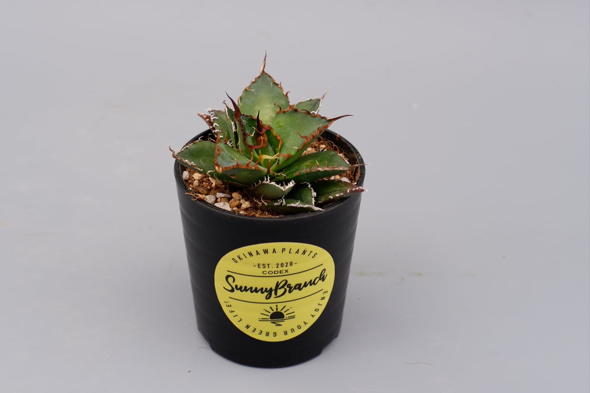 アガベ チタノタ シーザー Agave titanota caesar 069 | Sunny