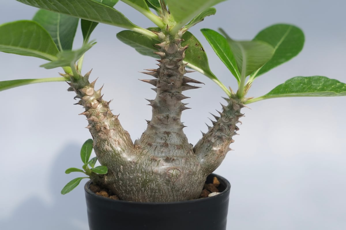 パキポディウム ウィンゾリー 実生株 069 Pachypodium windsorii |