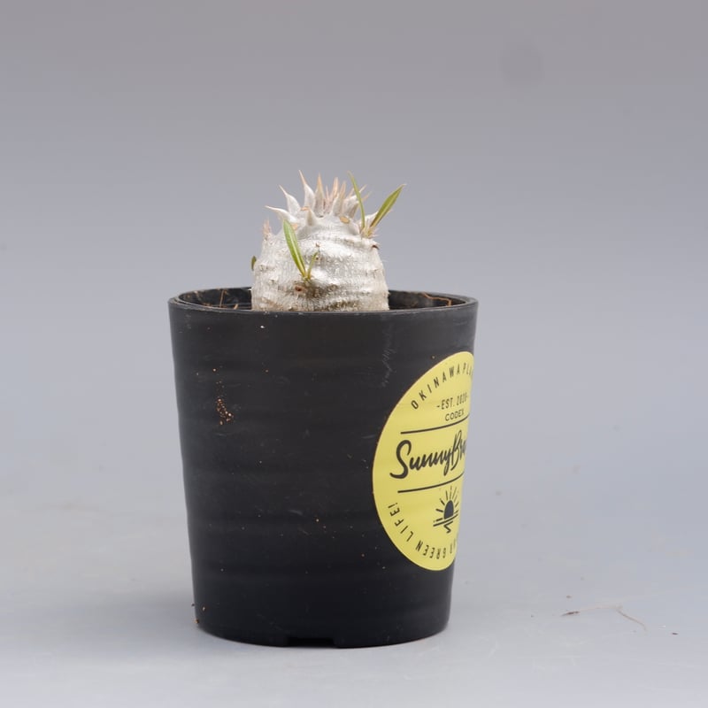 Pachypodium horombenseパキポディウムホロンベンセ Amazon｜【現品限り】パキポディウム・ホロンベンセ【F14