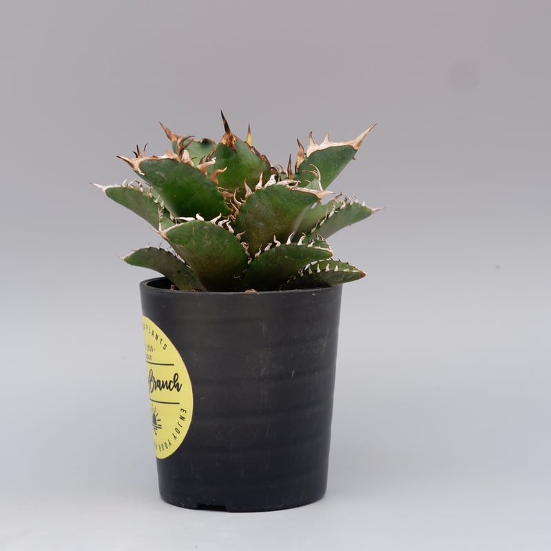 Agave titanota 'Big spine' アガベ シーザー レッド Big spine #アガベニキ#アガベーズ#アガベ始めま専科#アガベ#チタノタ