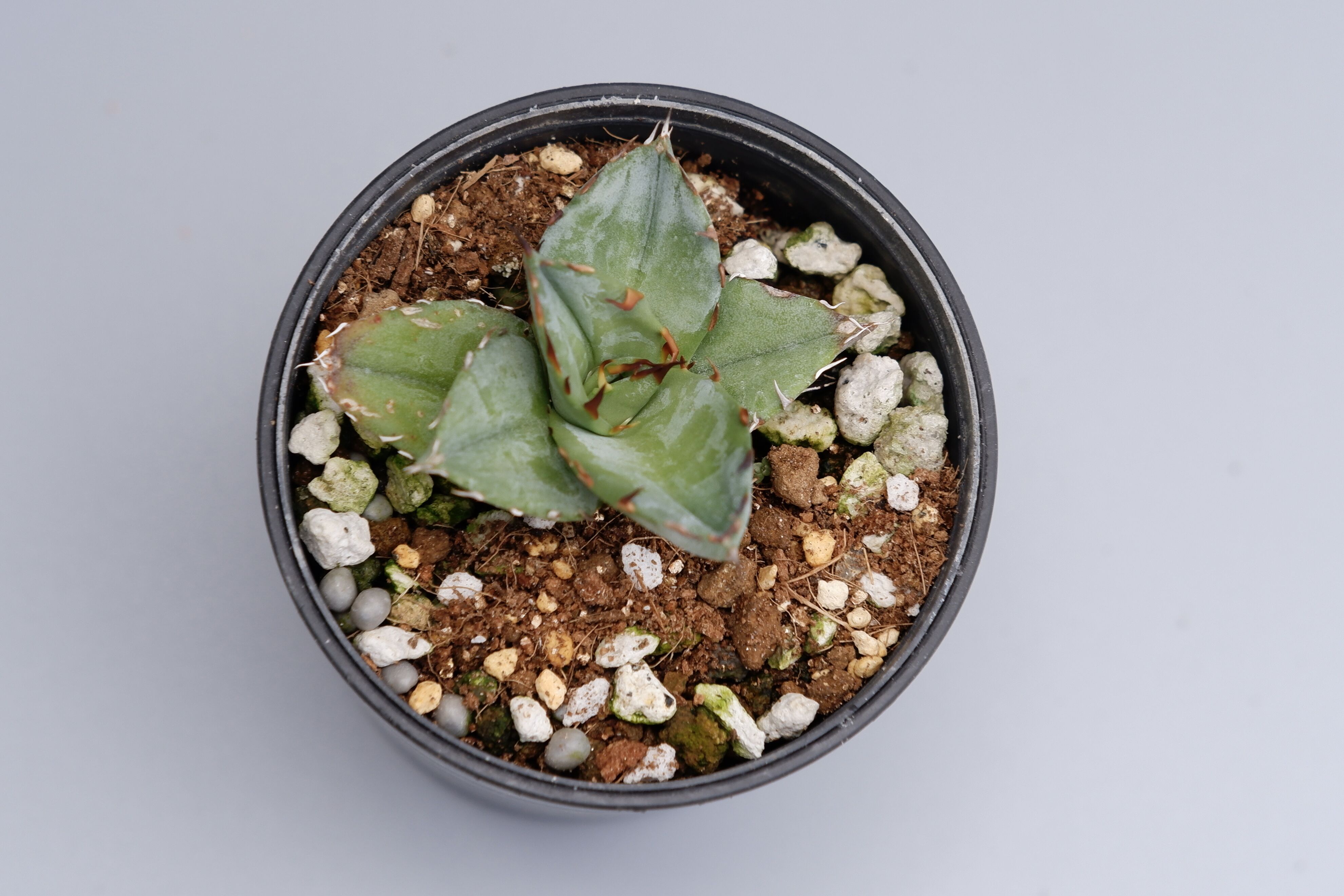 アガベ オテロイ 実生株 Agave oteroi seeding 024 | Sunny