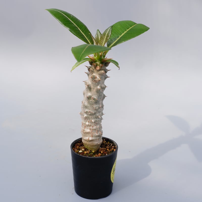 パキポディウム バロニー実生株025 Pachypodium baronii | Sunny パキポディウム バロニー実生株025 Pachypodium baronii | Sunny