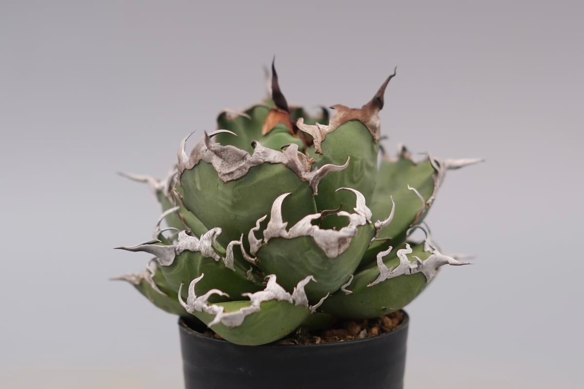 アガベ チタノタ シーザー Agave titanota caesar 184 | Sunny
