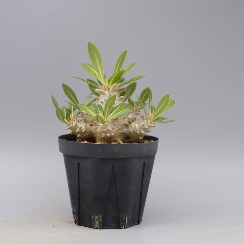 パキポディウム・ロスラーツム実生(群生株) ザ・ファームセレクト]パキポディウム：ロスラーツム （実生株