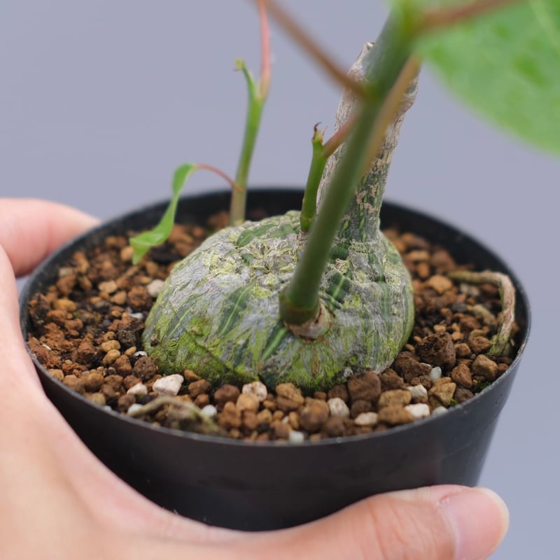まんまる型 プセウド ボンバックス 049 Pseudobombax ellipticum |