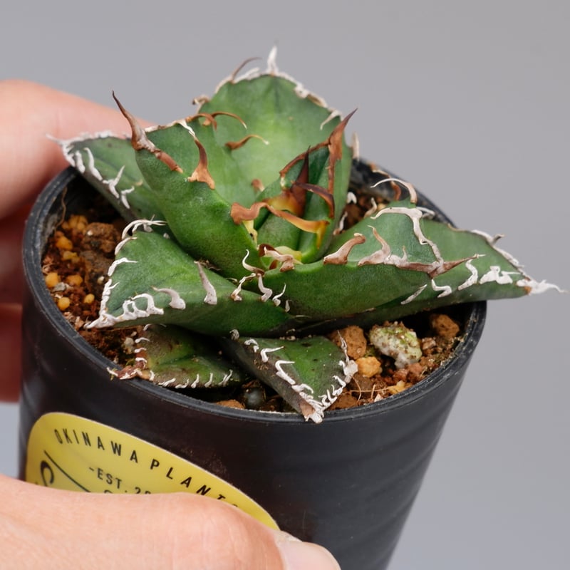 アガベ チタノタ シーザー Agave titanota caesar 105 | Sunny