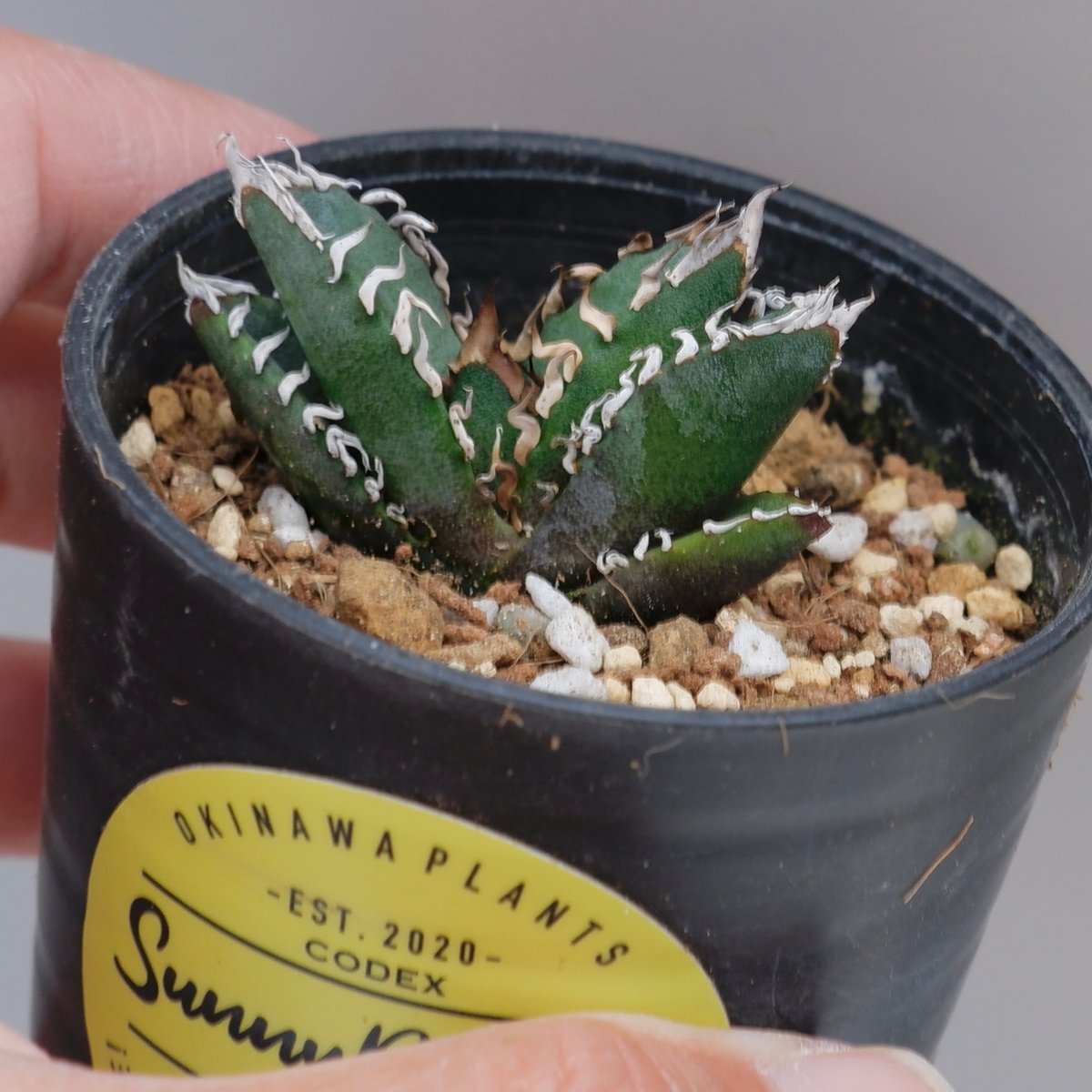 4310さん専用　アガベオテロイ実生子株 025 アガベ オテロイ 実生 inp 育成記録｜🍀GreenSnap（グリーン