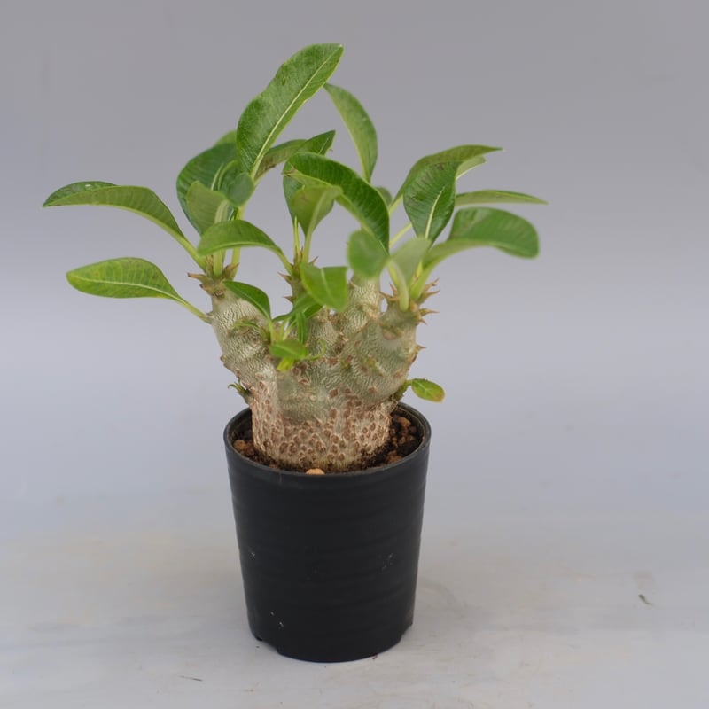 パキポディウム ウィンゾリー 実生株 088 Pachypodium windsorii |