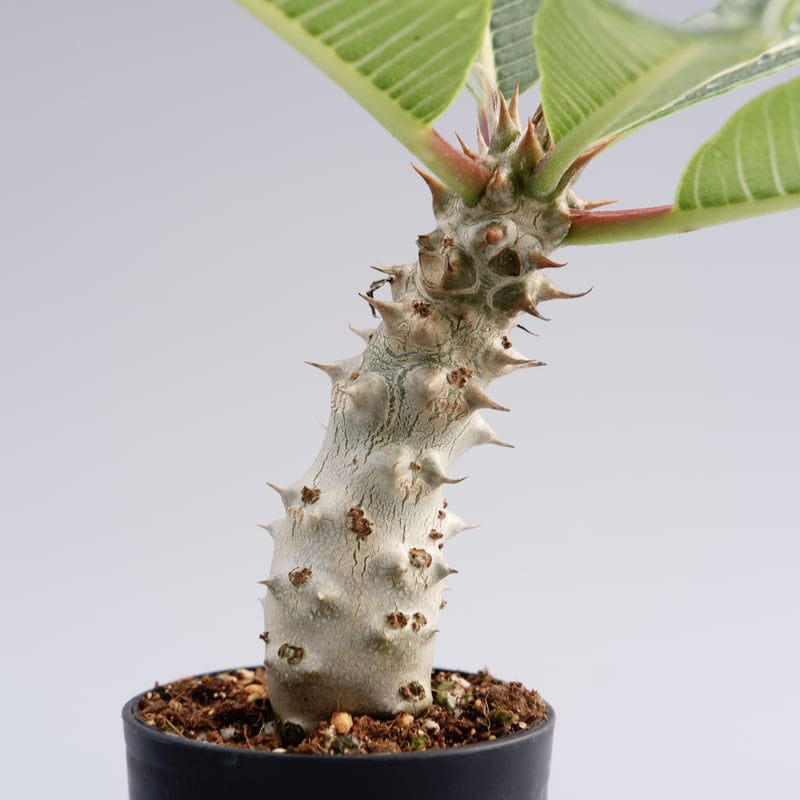 パキポディウム バロニー実生株016 Pachypodium baronii | Sunny