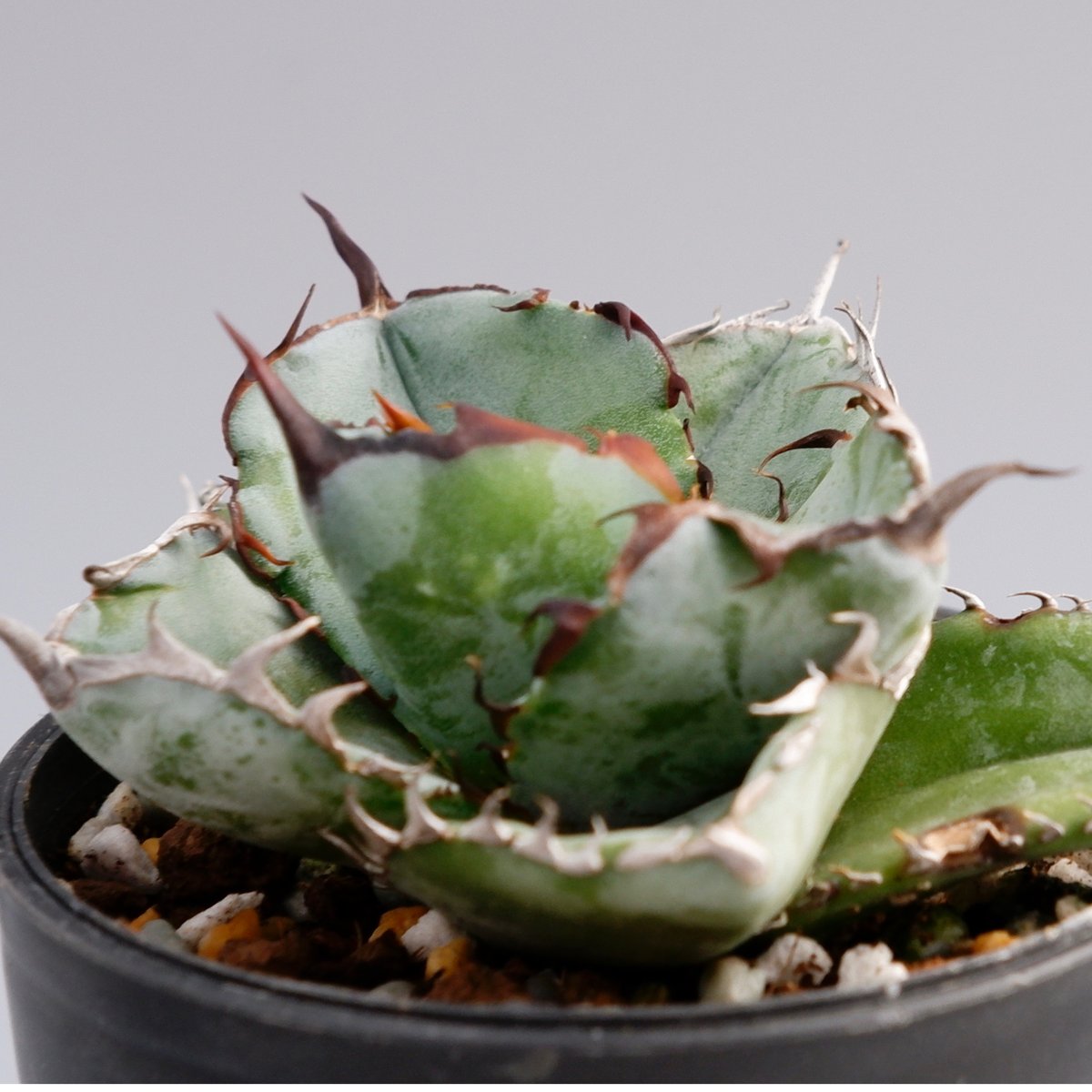 アガベ チタノタ ブラックアンドブルー Agave titanota BB 057 | Sun